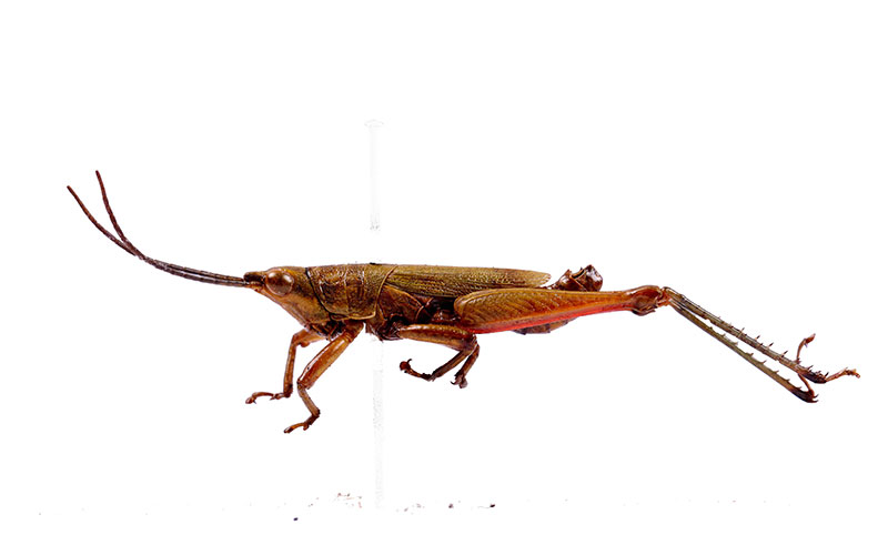 Tagasta Male Lateral view