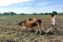 26 04 20 Dhakuakhana farmer work in his paddy field 3 1320x865 1 | NewsFile Online