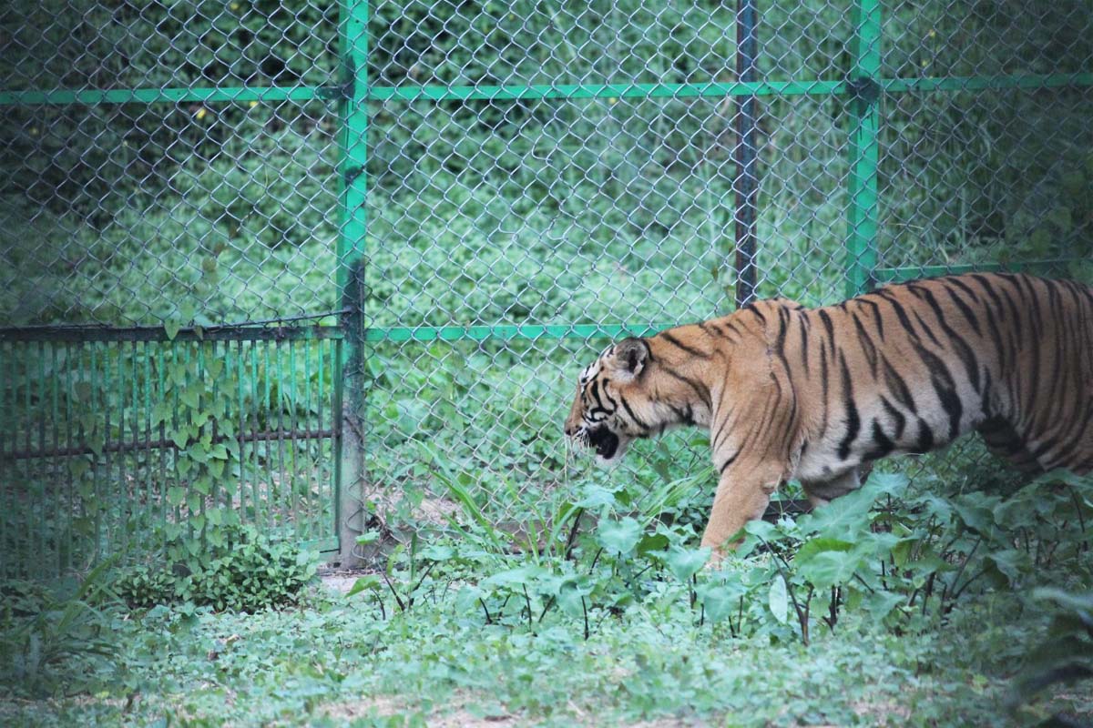 tiger 1 | NewsFile Online
