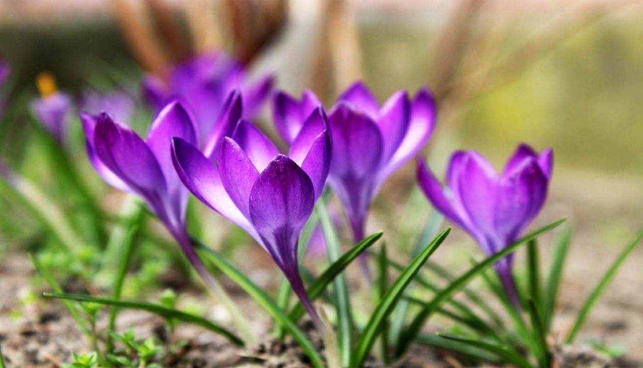 Saffron cultivation 1 | NewsFile Online