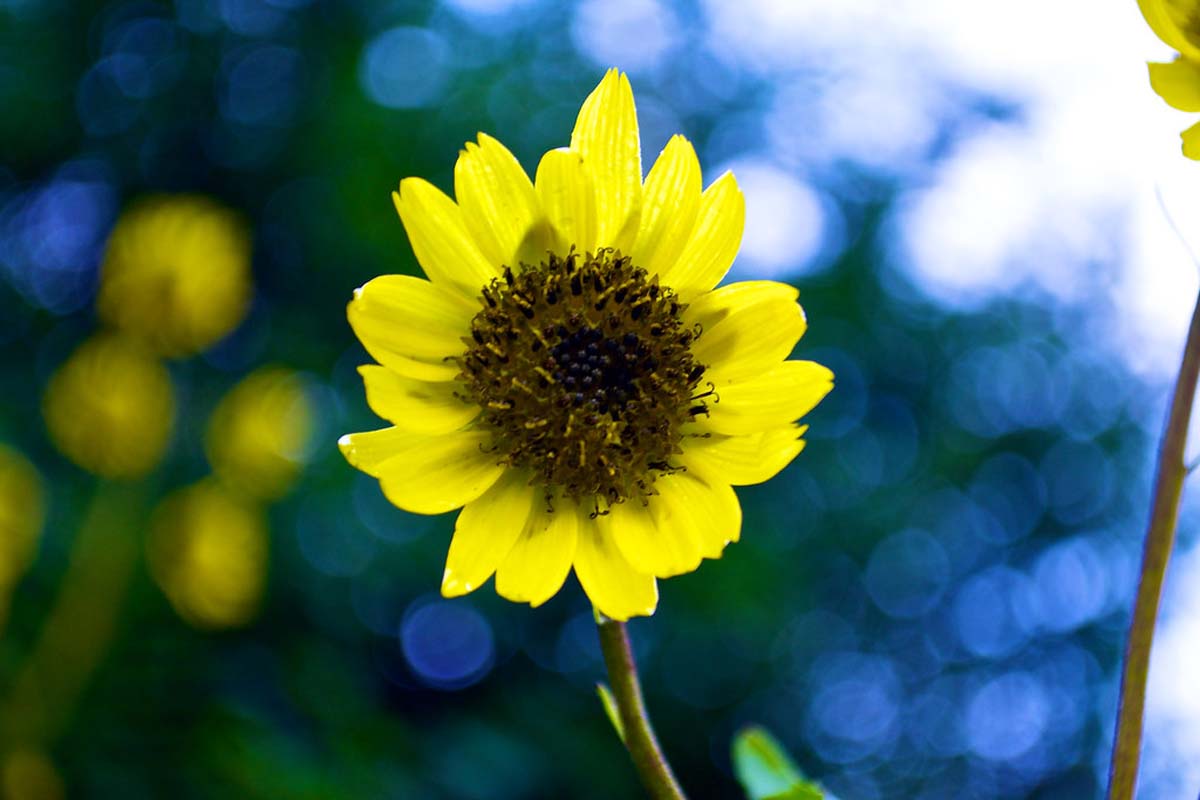 Himalayan sunflower | NewsFile Online