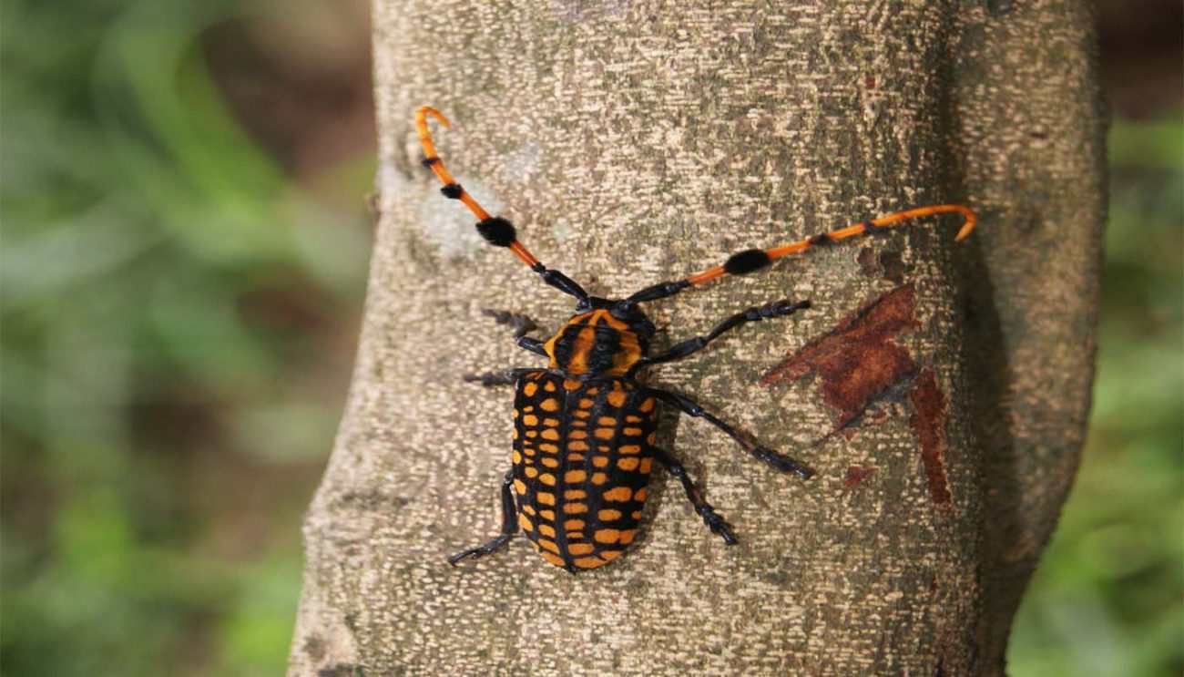 beetle 1 | NewsFile Online