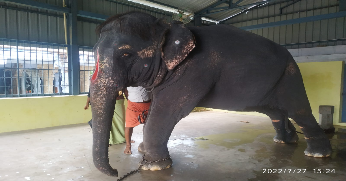 Assam’s Elephant Joymala